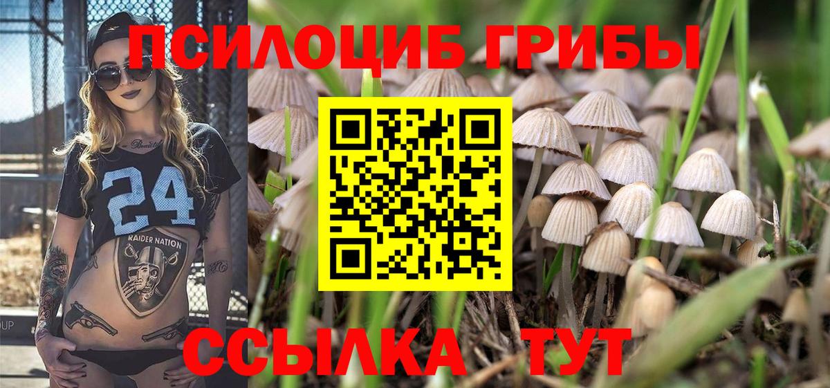 Псилоцибиновые грибы Cubensis Курчалой